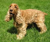 Scooby (lookalike)